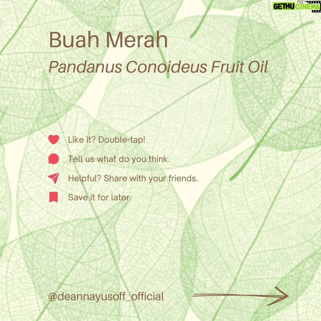 Deanna Yusoff Instagram - Hey there! I'm super excited to share that I'll be using Buah Merah as a carrier oil in my upcoming product launch. I'm really loving the amazing color it brings, and it's already inspiring some ideas for future formulations too. I can't wait to share more about my new product with you, but please bear with me - I believe that good things come to those who wait for the right time. Buah Merah, also known as Pandanus Conoideus or Red Fruit Oil, is a type of oil that is extracted from the fruit of the Pandanus Conoideus tree. The plant is native to Papua, Indonesia, and is commonly found in the Pacific Islands, including Fiji, Vanuatu, and the Solomon Islands. The oil from the Buah Merah is typically extracted using cold-pressing or expeller-pressing methods. Cold-pressing involves using a hydraulic press to extract the oil from the fruit without the use of heat. This method helps to retain the oil's natural nutrients and antioxidants, making it ideal for use in skincare products. Expeller-pressing, on the other hand, involves using a mechanical press to extract the oil from the fruit. This method applies heat and pressure to the fruit, which can alter the oil's chemical composition and reduce its natural nutrients. After the oil is extracted, it is then filtered and refined to remove any impurities, resulting in a pure and high-quality oil that can be used in skincare products. It is worth noting that the extraction process can vary depending on the manufacturer and the equipment used. Therefore, it is essential to choose a reputable brand that uses high-quality extraction methods to ensure that you get the best quality oil. Apart from its use in skincare, Buah Merah oil is also used in traditional medicine to treat various ailments, including digestive issues and respiratory problems. Additionally, the oil is also used as a natural food coloring in some traditional dishes in Papua. Have you heard of this ingredient before? I would love to hear about your experience with it, so please let me know! #buahmerah #ingredient #carrieroil #formulation #naturalskincare