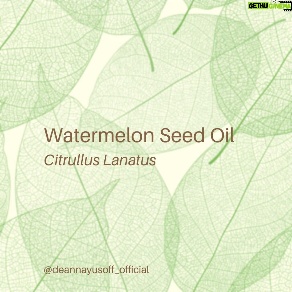 Deanna Yusoff Instagram - Watermelon seed oil has quickly become one of my go-to carrier oils for formulations. Its unique properties make it a perfect choice to use when creating natural skincare products. This oil (Citrullus Lanatus) is derived from the seeds of the watermelon fruit. It has gained popularity in recent years for its potential benefits for the skin. This amazing carrier oil is light yellow in colour and has a sweet, nutty scent. It is perfect for our climate as it is non-greasy and can penetrate deeply while giving you an extra boost thanks to its hefty helping of vitamin F (or omega 6s). Exciting news! My latest creation that will be out soon contains this oil. Keep an eye out for it...you won't want to miss this one! Hit the SAVE Button Now! #watermelonseedoil #citrullus_lanatus #seedoil #carrieroils #nongreasy #holisticskincare #holisticskin #ageingwell #naturalskincare #aging #wrinkles #wellaging #skin #skinhealth #ingredient #dryskin #complexion #skincareingredient #malaysia #certifiedformulator #edelbotanica #singapore #deannacreates #deannaformulates #actress
