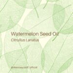 Deanna Yusoff Instagram - Watermelon seed oil has quickly become one of my go-to carrier oils for formulations. Its unique properties make it a perfect choice to use when creating natural skincare products. This oil (Citrullus Lanatus) is derived from the seeds of the watermelon fruit. It has gained popularity in recent years for its potential benefits for the skin. This amazing carrier oil is light yellow in colour and has a sweet, nutty scent. It is perfect for our climate as it is non-greasy and can penetrate deeply while giving you an extra boost thanks to its hefty helping of vitamin F (or omega 6s). Exciting news! My latest creation that will be out soon contains this oil. Keep an eye out for it...you won't want to miss this one! Hit the SAVE Button Now! #watermelonseedoil #citrullus_lanatus #seedoil #carrieroils #nongreasy #holisticskincare #holisticskin #ageingwell #naturalskincare #aging #wrinkles #wellaging #skin #skinhealth #ingredient #dryskin #complexion #skincareingredient #malaysia #certifiedformulator #edelbotanica #singapore #deannacreates #deannaformulates #actress