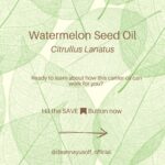 Deanna Yusoff Instagram – Watermelon seed oil has quickly become one of my go-to carrier oils for formulations. Its unique properties make it a perfect choice to use when creating natural skincare products.

This oil (Citrullus Lanatus) is derived from the seeds of the watermelon fruit. It has gained popularity in recent years for its potential benefits for the skin. 

This amazing carrier oil is light yellow in colour and has a sweet, nutty scent. 

It is perfect for our climate as it is non-greasy and can penetrate deeply while giving you an extra boost thanks to its hefty helping of vitamin F (or omega 6s). 

Exciting news! My latest creation that will be out soon contains this oil. Keep an eye out for it…you won’t want to miss this one!

Hit the SAVE Button Now!

#watermelonseedoil #citrullus_lanatus #seedoil #carrieroils #nongreasy #holisticskincare #holisticskin #ageingwell #naturalskincare #aging #wrinkles #wellaging #skin #skinhealth #ingredient #dryskin #complexion #skincareingredient #malaysia #certifiedformulator #edelbotanica #singapore #deannacreates #deannaformulates #actress