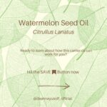 Deanna Yusoff Instagram - Watermelon seed oil has quickly become one of my go-to carrier oils for formulations. Its unique properties make it a perfect choice to use when creating natural skincare products. This oil (Citrullus Lanatus) is derived from the seeds of the watermelon fruit. It has gained popularity in recent years for its potential benefits for the skin. This amazing carrier oil is light yellow in colour and has a sweet, nutty scent. It is perfect for our climate as it is non-greasy and can penetrate deeply while giving you an extra boost thanks to its hefty helping of vitamin F (or omega 6s). Exciting news! My latest creation that will be out soon contains this oil. Keep an eye out for it...you won't want to miss this one! Hit the SAVE Button Now! #watermelonseedoil #citrullus_lanatus #seedoil #carrieroils #nongreasy #holisticskincare #holisticskin #ageingwell #naturalskincare #aging #wrinkles #wellaging #skin #skinhealth #ingredient #dryskin #complexion #skincareingredient #malaysia #certifiedformulator #edelbotanica #singapore #deannacreates #deannaformulates #actress