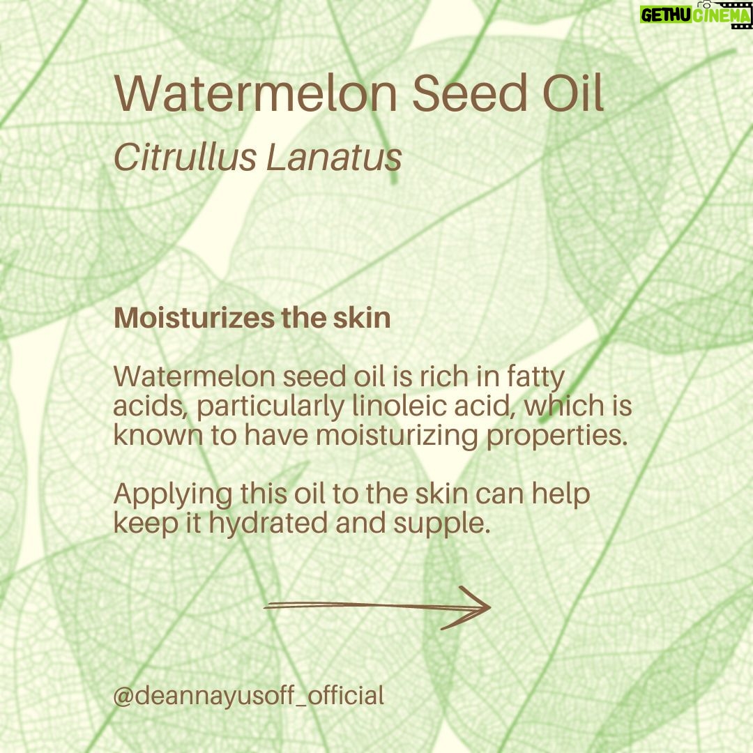 Deanna Yusoff Instagram - Watermelon seed oil has quickly become one of my go-to carrier oils for formulations. Its unique properties make it a perfect choice to use when creating natural skincare products. This oil (Citrullus Lanatus) is derived from the seeds of the watermelon fruit. It has gained popularity in recent years for its potential benefits for the skin. This amazing carrier oil is light yellow in colour and has a sweet, nutty scent. It is perfect for our climate as it is non-greasy and can penetrate deeply while giving you an extra boost thanks to its hefty helping of vitamin F (or omega 6s). Exciting news! My latest creation that will be out soon contains this oil. Keep an eye out for it...you won't want to miss this one! Hit the SAVE Button Now! #watermelonseedoil #citrullus_lanatus #seedoil #carrieroils #nongreasy #holisticskincare #holisticskin #ageingwell #naturalskincare #aging #wrinkles #wellaging #skin #skinhealth #ingredient #dryskin #complexion #skincareingredient #malaysia #certifiedformulator #edelbotanica #singapore #deannacreates #deannaformulates #actress