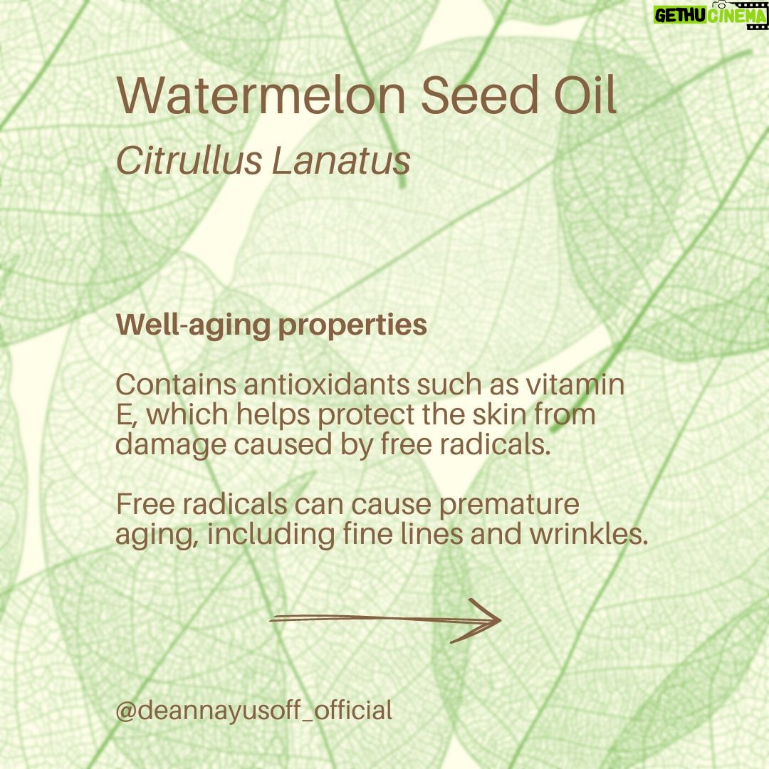 Deanna Yusoff Instagram - Watermelon seed oil has quickly become one of my go-to carrier oils for formulations. Its unique properties make it a perfect choice to use when creating natural skincare products. This oil (Citrullus Lanatus) is derived from the seeds of the watermelon fruit. It has gained popularity in recent years for its potential benefits for the skin. This amazing carrier oil is light yellow in colour and has a sweet, nutty scent. It is perfect for our climate as it is non-greasy and can penetrate deeply while giving you an extra boost thanks to its hefty helping of vitamin F (or omega 6s). Exciting news! My latest creation that will be out soon contains this oil. Keep an eye out for it...you won't want to miss this one! Hit the SAVE Button Now! #watermelonseedoil #citrullus_lanatus #seedoil #carrieroils #nongreasy #holisticskincare #holisticskin #ageingwell #naturalskincare #aging #wrinkles #wellaging #skin #skinhealth #ingredient #dryskin #complexion #skincareingredient #malaysia #certifiedformulator #edelbotanica #singapore #deannacreates #deannaformulates #actress