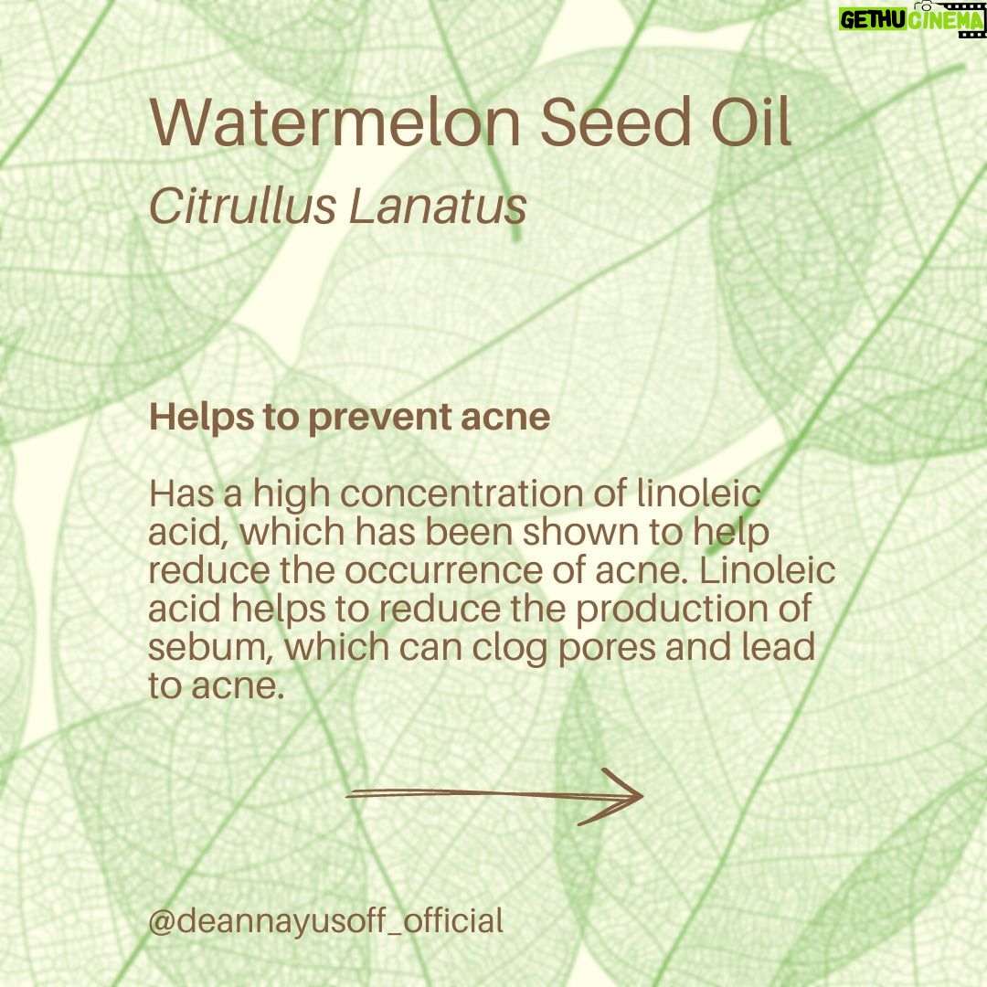 Deanna Yusoff Instagram - Watermelon seed oil has quickly become one of my go-to carrier oils for formulations. Its unique properties make it a perfect choice to use when creating natural skincare products. This oil (Citrullus Lanatus) is derived from the seeds of the watermelon fruit. It has gained popularity in recent years for its potential benefits for the skin. This amazing carrier oil is light yellow in colour and has a sweet, nutty scent. It is perfect for our climate as it is non-greasy and can penetrate deeply while giving you an extra boost thanks to its hefty helping of vitamin F (or omega 6s). Exciting news! My latest creation that will be out soon contains this oil. Keep an eye out for it...you won't want to miss this one! Hit the SAVE Button Now! #watermelonseedoil #citrullus_lanatus #seedoil #carrieroils #nongreasy #holisticskincare #holisticskin #ageingwell #naturalskincare #aging #wrinkles #wellaging #skin #skinhealth #ingredient #dryskin #complexion #skincareingredient #malaysia #certifiedformulator #edelbotanica #singapore #deannacreates #deannaformulates #actress