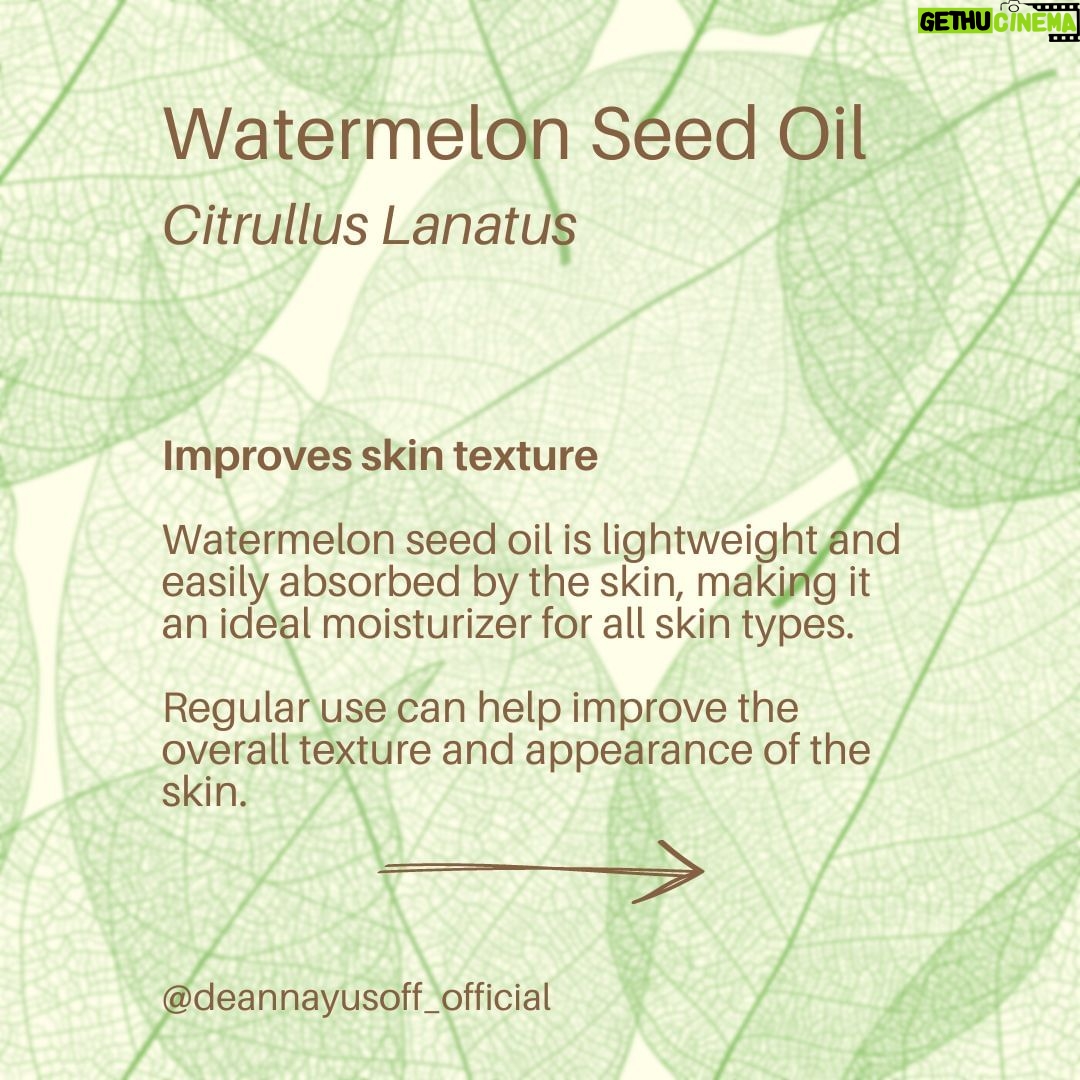 Deanna Yusoff Instagram - Watermelon seed oil has quickly become one of my go-to carrier oils for formulations. Its unique properties make it a perfect choice to use when creating natural skincare products. This oil (Citrullus Lanatus) is derived from the seeds of the watermelon fruit. It has gained popularity in recent years for its potential benefits for the skin. This amazing carrier oil is light yellow in colour and has a sweet, nutty scent. It is perfect for our climate as it is non-greasy and can penetrate deeply while giving you an extra boost thanks to its hefty helping of vitamin F (or omega 6s). Exciting news! My latest creation that will be out soon contains this oil. Keep an eye out for it...you won't want to miss this one! Hit the SAVE Button Now! #watermelonseedoil #citrullus_lanatus #seedoil #carrieroils #nongreasy #holisticskincare #holisticskin #ageingwell #naturalskincare #aging #wrinkles #wellaging #skin #skinhealth #ingredient #dryskin #complexion #skincareingredient #malaysia #certifiedformulator #edelbotanica #singapore #deannacreates #deannaformulates #actress