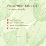 Deanna Yusoff Instagram - Watermelon seed oil has quickly become one of my go-to carrier oils for formulations. Its unique properties make it a perfect choice to use when creating natural skincare products. This oil (Citrullus Lanatus) is derived from the seeds of the watermelon fruit. It has gained popularity in recent years for its potential benefits for the skin. This amazing carrier oil is light yellow in colour and has a sweet, nutty scent. It is perfect for our climate as it is non-greasy and can penetrate deeply while giving you an extra boost thanks to its hefty helping of vitamin F (or omega 6s). Exciting news! My latest creation that will be out soon contains this oil. Keep an eye out for it...you won't want to miss this one! Hit the SAVE Button Now! #watermelonseedoil #citrullus_lanatus #seedoil #carrieroils #nongreasy #holisticskincare #holisticskin #ageingwell #naturalskincare #aging #wrinkles #wellaging #skin #skinhealth #ingredient #dryskin #complexion #skincareingredient #malaysia #certifiedformulator #edelbotanica #singapore #deannacreates #deannaformulates #actress