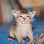Debra DiGiovanni Instagram - Hello. Here is the cutest thing on earth. I hope you have a lovely day.