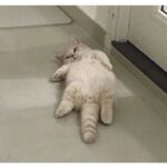 Debra DiGiovanni Instagram - Stay down!