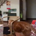 Debra DiGiovanni Instagram - THIS IS PRIVATE FOOTAGE- and I’d JUST had pasta. Again I have to insist that whoever is posting these videos of me— good work. 😀