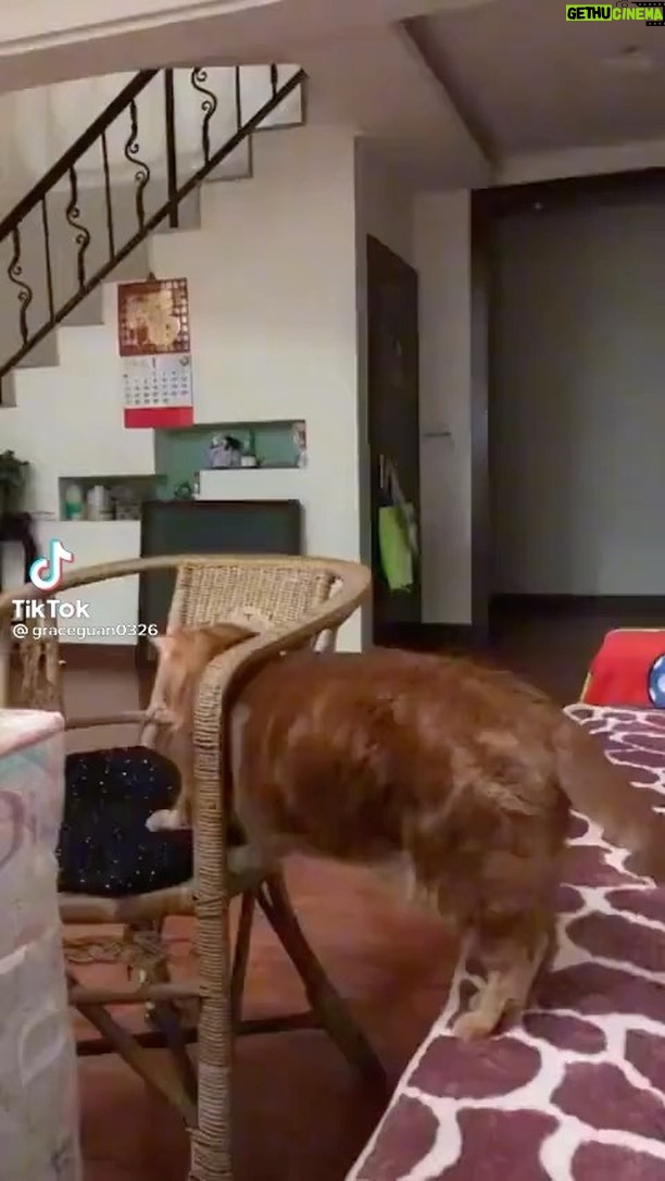 Debra DiGiovanni Instagram - THIS IS PRIVATE FOOTAGE- and I’d JUST had pasta. Again I have to insist that whoever is posting these videos of me— good work. 😀