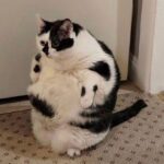 Debra DiGiovanni Instagram - Here’s a good pic of me in my Halloween costume. I’m going as a cat. #happyhalloween🎃👻