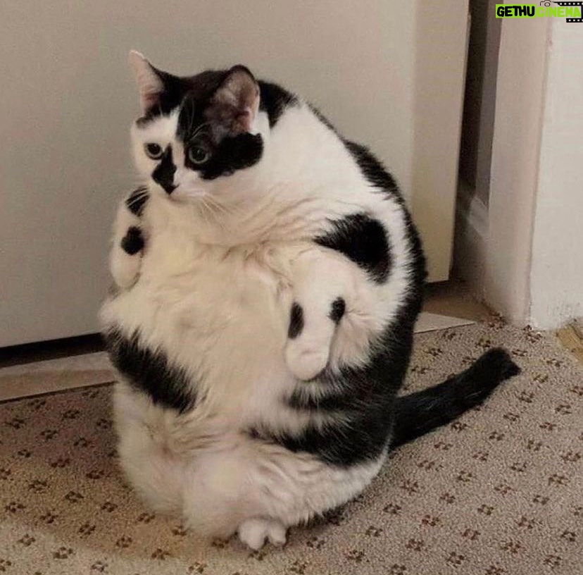 Debra DiGiovanni Instagram - Here’s a good pic of me in my Halloween costume. I’m going as a cat. #happyhalloween🎃👻