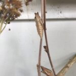 Debra Winger Instagram – …returning to their natural habitat for a realistic 2019 #butternutsquash #swallowtails America/New_York