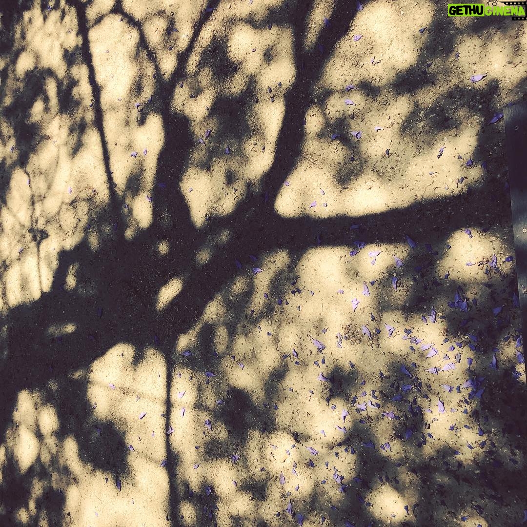 Debra Winger Instagram - bye-bye #jacaranda see you next spring j’espère Los Angeles, California