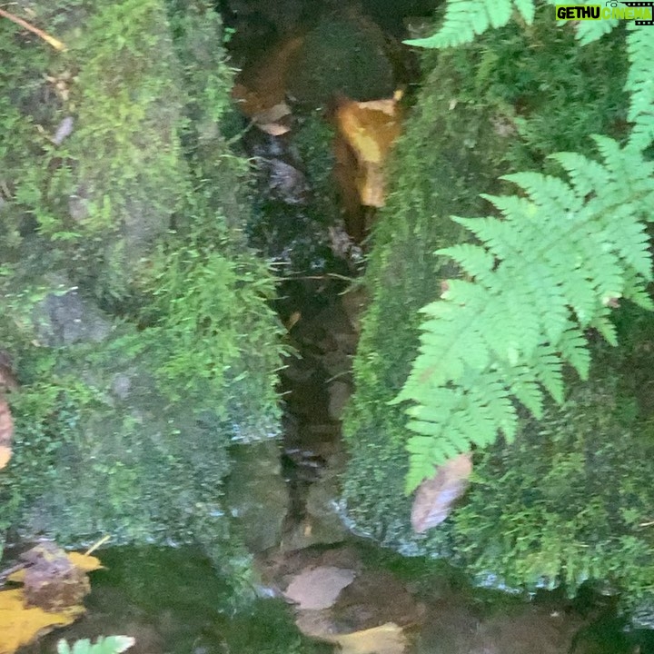 Debra Winger Instagram - Spring in Fall Catskills