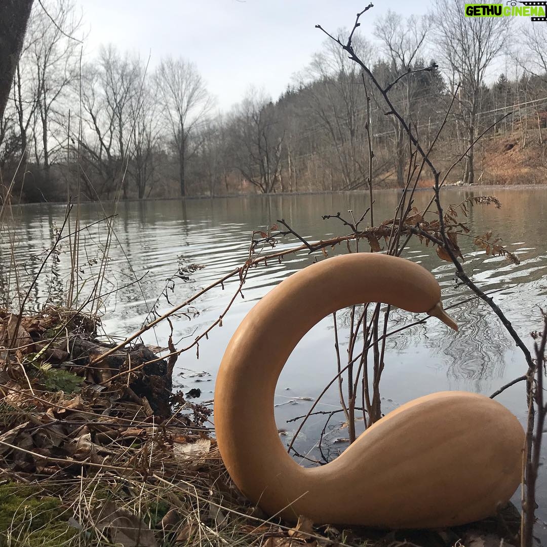 Debra Winger - 825 Likes - ...returning to their natural habitat for a realistic 2019 #butternutsquash #swallowtails