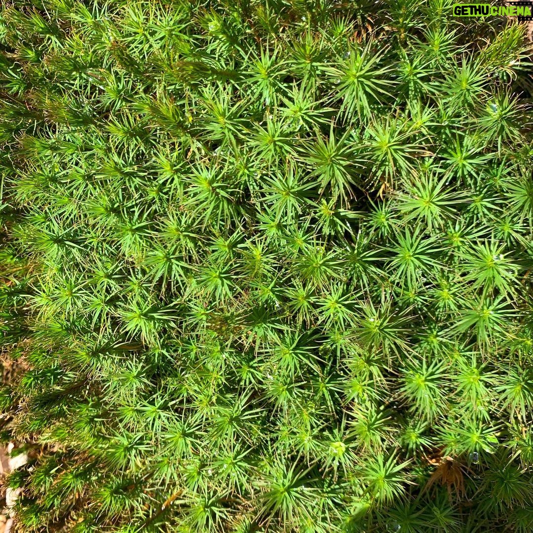 Debra Winger - 2.3K Likes - 4/21/21 : I wanted to write about how I dreaded the winter last year - the same way I am resisting the Spring. But it occurs to me that although these are seasonally correct as emotions that I often feel living where I do, and somewhat interesting to note in that they are timeless in Nature: NOW is always different. Now the dread and the resistance are reflected in the NEWs each and every freakin day. I do dread hearing it - for every conviction, how many deaths by police? I will RESIST for as long as it takes and pass it on. We are here to do something. THIS IS EXHAUSTING OUR GOOD ENERGY. My hair's on fire and the Spring is meant to Awaken. Prayers out to all who are exhausted and confused by what to do. Be of Love. #resist #awaken #blacklivesmatter #reparations (barn on fire painting by #tedkooser )