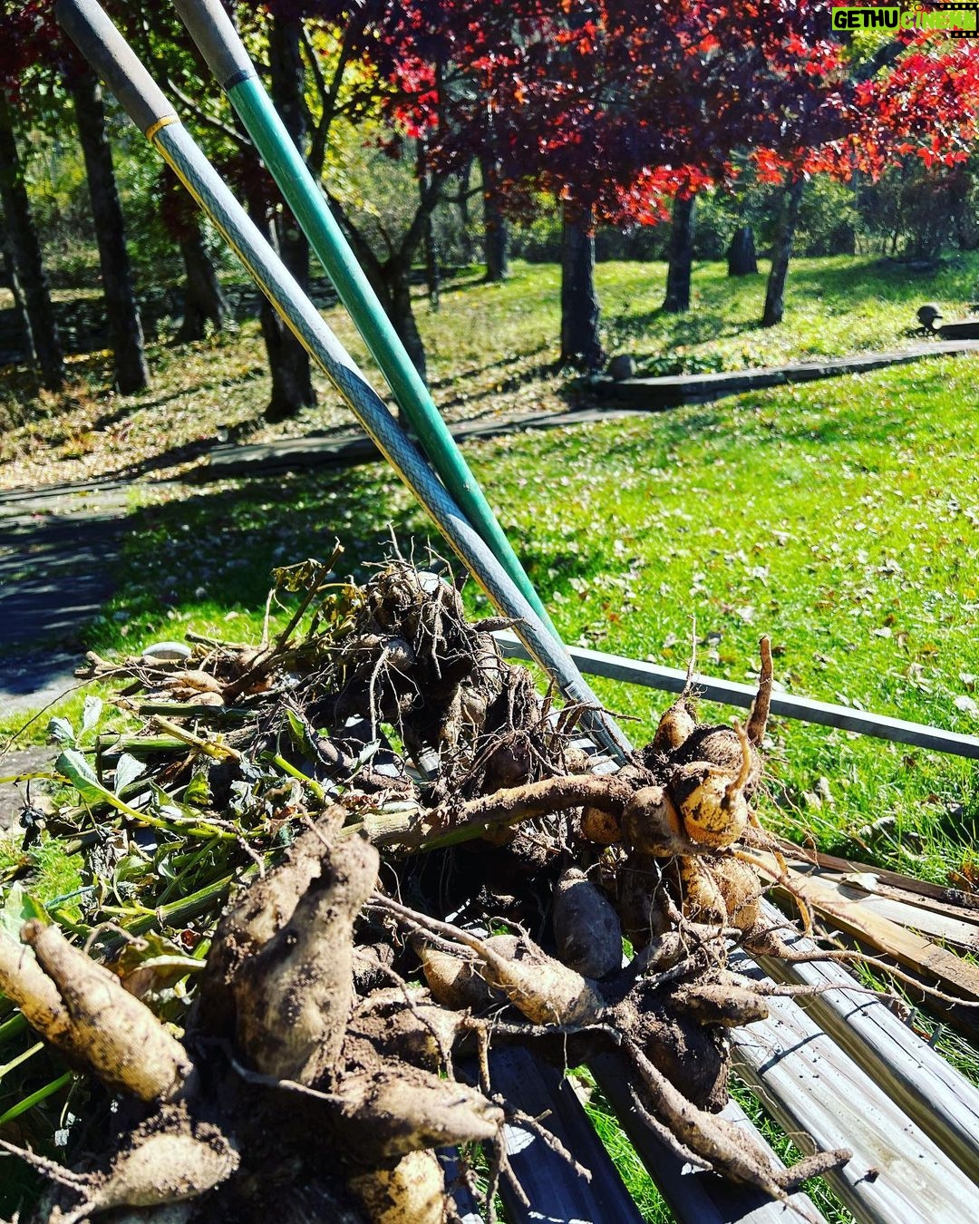 Debra Winger - 879 Likes - digging up dahlias to plant for next year. Act of faith.
