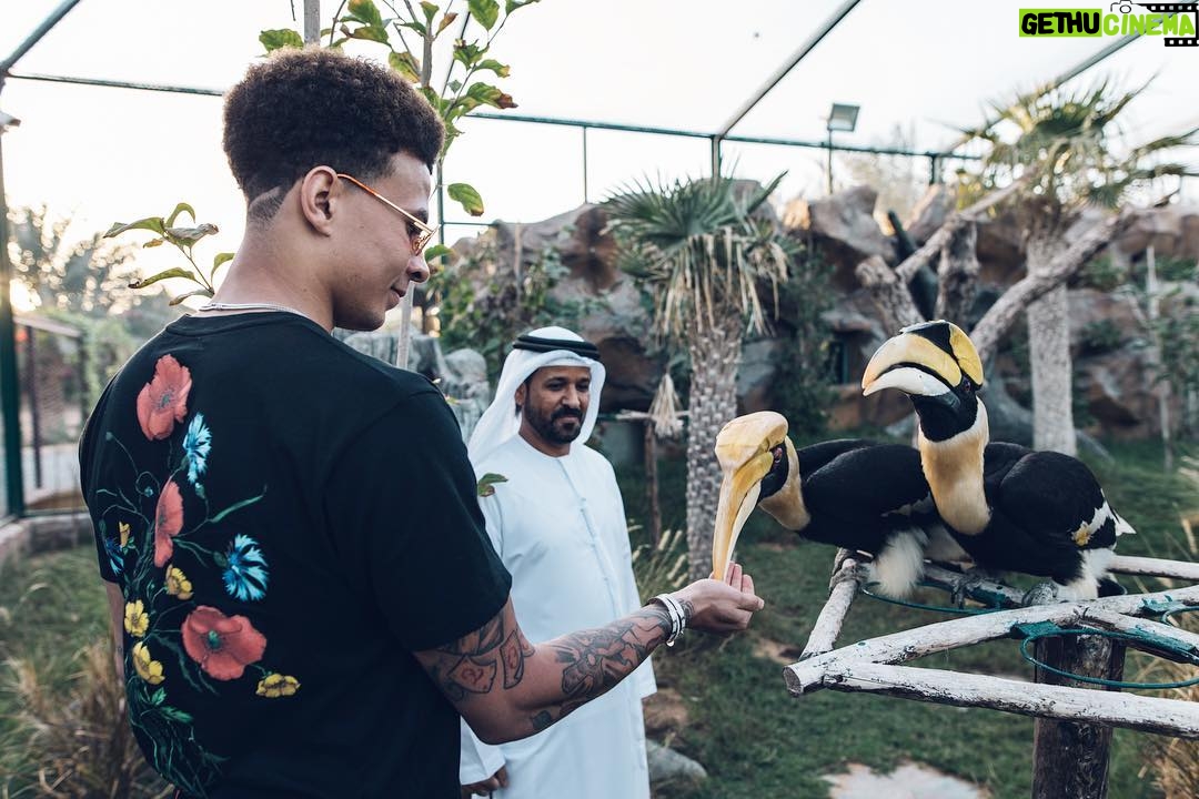 Dele Alli Instagram - Funny looking pigeons 🤔 Dubai, United Arab Emirates