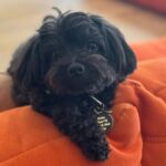 Demi Lovato Instagram - Swipe for an uncanny resemblance to a baby seal 🦭