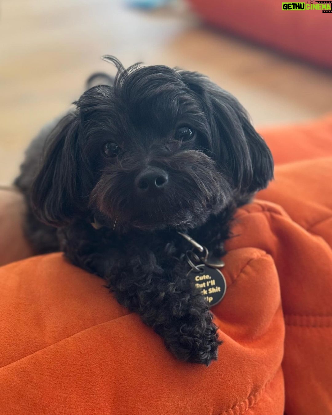 Demi Lovato Instagram - Swipe for an uncanny resemblance to a baby seal 🦭