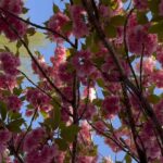 Denée Benton Instagram – Last week I spotted a Black dad and his toddler yelling “Ay yo!” back and forth to each other while giggling uncontrollably under a cherry blossom tree. 
Thank you brooklyn spring, needed your medicine 
🤲🏾🌷🥹