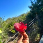 Denée Benton Instagram –
