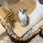 Denise Soong Ee Lyn Instagram - sometimes the smallest things take up the most room in our hearts 🍓☁️. I knew it was his last day because he was no longer eating or drinking and his breath was heavy, laboured. I took him out of the enclosure and he hid beneath my hand, bruxing softly as he napped. I offered him some treats. he ignored them. I played soft hamster music for him, giving him little massages and we sat together, this way in silence. I only hope he was still aware of my presence. two hours later he took his last breath while curled up under my fingers at 724pm. I’ll miss you, I love you so, cheeky little ball.
