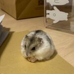 Denise Soong Ee Lyn Instagram - sometimes the smallest things take up the most room in our hearts 🍓☁️. I knew it was his last day because he was no longer eating or drinking and his breath was heavy, laboured. I took him out of the enclosure and he hid beneath my hand, bruxing softly as he napped. I offered him some treats. he ignored them. I played soft hamster music for him, giving him little massages and we sat together, this way in silence. I only hope he was still aware of my presence. two hours later he took his last breath while curled up under my fingers at 724pm. I’ll miss you, I love you so, cheeky little ball.