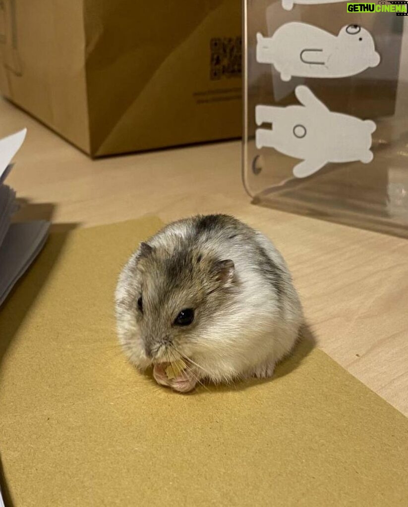Denise Soong Ee Lyn Instagram - sometimes the smallest things take up the most room in our hearts 🍓☁️. I knew it was his last day because he was no longer eating or drinking and his breath was heavy, laboured. I took him out of the enclosure and he hid beneath my hand, bruxing softly as he napped. I offered him some treats. he ignored them. I played soft hamster music for him, giving him little massages and we sat together, this way in silence. I only hope he was still aware of my presence. two hours later he took his last breath while curled up under my fingers at 724pm. I’ll miss you, I love you so, cheeky little ball.