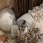 Denise Soong Ee Lyn Instagram - sometimes the smallest things take up the most room in our hearts 🍓☁️. I knew it was his last day because he was no longer eating or drinking and his breath was heavy, laboured. I took him out of the enclosure and he hid beneath my hand, bruxing softly as he napped. I offered him some treats. he ignored them. I played soft hamster music for him, giving him little massages and we sat together, this way in silence. I only hope he was still aware of my presence. two hours later he took his last breath while curled up under my fingers at 724pm. I’ll miss you, I love you so, cheeky little ball.