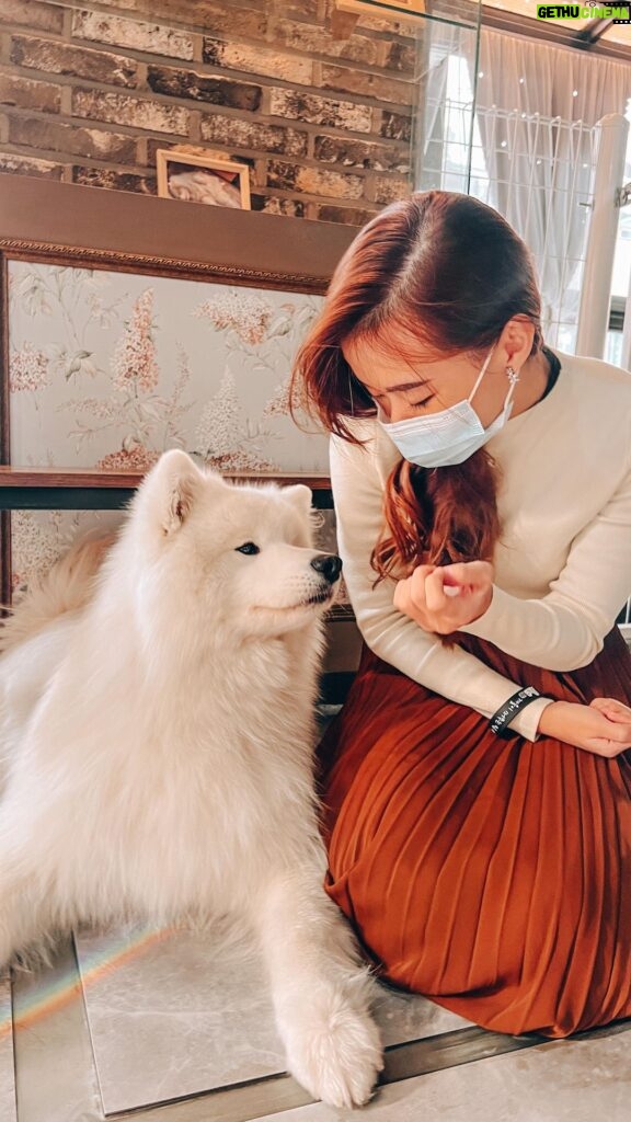 Denise Soong Ee Lyn Instagram - location below ⬇️ happiest day of my life 🥹🥹🥹 at | 📍Gyeoul’s House, Samoyed Cafe