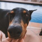 Dennis Jauch Instagram - Post Run cool down with my boys Zion & Storm 🐶 #DobermanOfInstagram Los Angeles, California