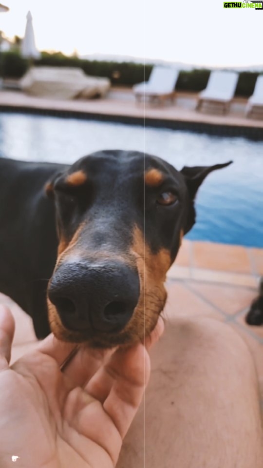Dennis Jauch Instagram - Post Run cool down with my boys Zion & Storm 🐶 #DobermanOfInstagram Los Angeles, California