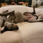 Dennis Jauch Instagram - I swear my life lately pretty much consists of fitness, work & being harassed by my dogs 🤦🏼‍♂️🤣 They also took over every piece of furniture in this house 💀 Studio City