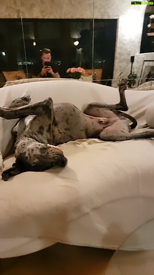 Dennis Jauch Instagram - I swear my life lately pretty much consists of fitness, work & being harassed by my dogs 🤦🏼♂️🤣 They also took over every piece of furniture in this house 💀 Studio City