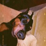 Dennis Jauch Instagram - He special 😍🤣🤷🏼‍♂️ #dobermansofinstagram #doberman #dobermanpride Studio City