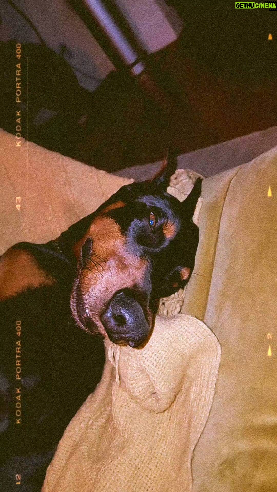 Dennis Jauch Instagram - He special 😍🤣🤷🏼♂️ #dobermansofinstagram #doberman #dobermanpride Studio City