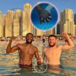 Derek Brunson Instagram - Lol who did this 😭😭😭. Y’all leave Aljo and Merab alone , just because they won’t fight each other 🤣🤣🤣