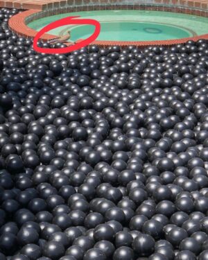 Derek Muller Instagram - @thespacegeologist insisted we remove the balls from the hot tub for the local birds. New vid is up!