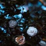 Diane Lin Instagram – 2022末幾日於北投區的行走
天氣好到像是某種恩賜

突然感傷
有點捨不得2022呢

2021時所期待的2022
是跟想像中完全不同的

好的比想像更好
壞的也沒有想像中壞

漸漸不再將期待寄託於想像
不再懼怕或滿足於想像中的事物
而是敦促自己能夠學會更踏實地去經歷

捨不得可能是我的人生功課
就像培養一個專業一樣
需要用一輩子的時間
慢慢學會

假如學不會
那就學著承擔心裡頭越來越多的重量

辛苦一點罷了
