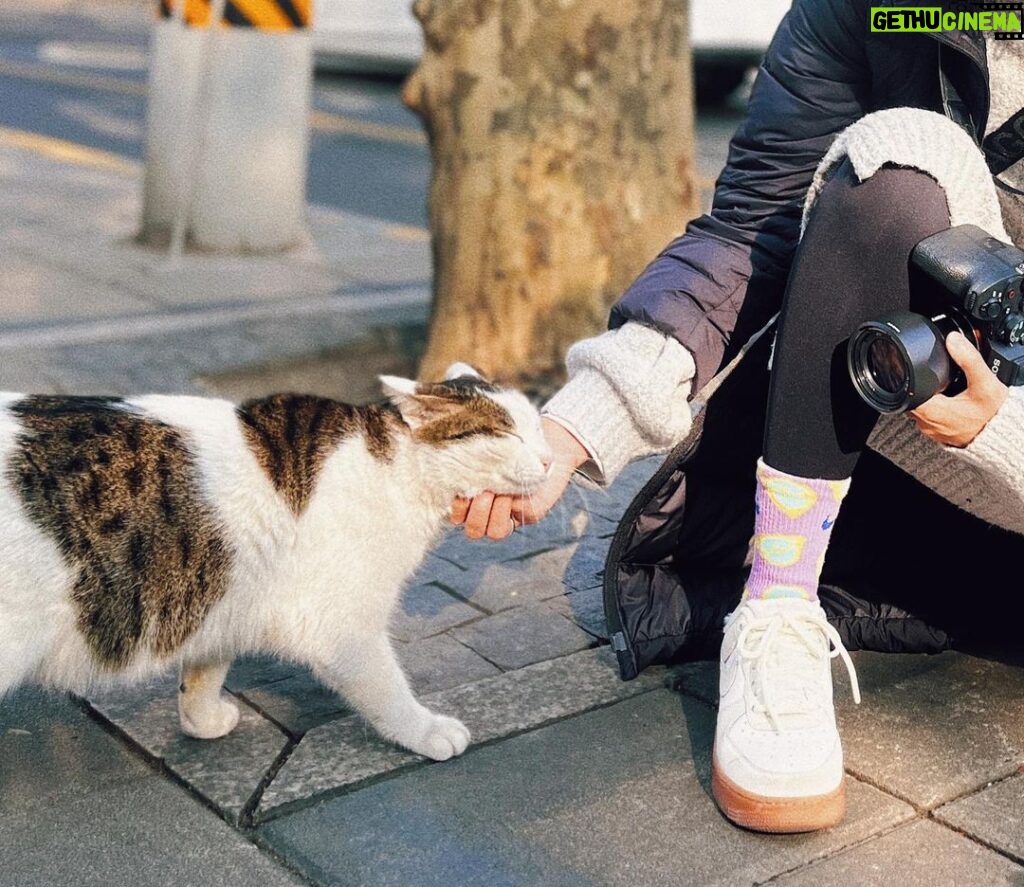 Diane Lin Instagram - 上海的貓咪，這一秒撒嬌，下一秒頭也不回走掉。 我：貓咪最近都會理我，不知道是不是因為他們知道我是貓咪教母的好朋友。 貓咪教母：他們本來就喜歡妳，只是妳沒有發現。 貓咪教母： @wan_ting_3 貓咪教母的貓咪保姆服務： @guzihu2 出門在外，貓咪交給貓咪教母真安心🐈