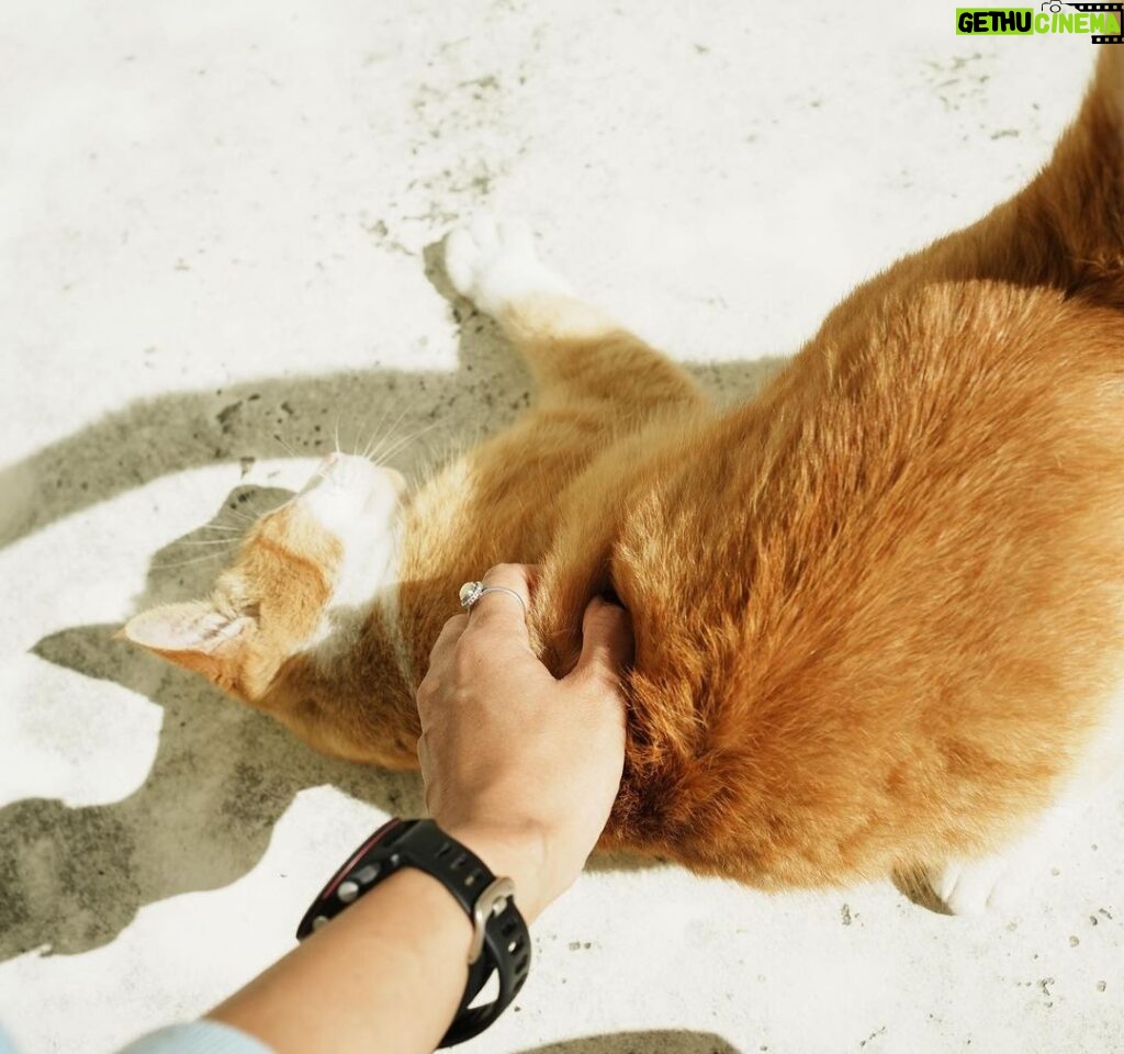 Diane Lin Instagram - 遇到一隻喵🧡 她躺下說了一聲喵 大概是問：「妳還不摸嗎？」