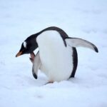 Diplo Instagram - antarctica day 5.. no one told me salt water freezes at 27 degrees .. I’ve jumped into the ocean anyway. it was the coldest cold u could feel. Went up to the lounge and @rhye was singing . Last night I officiated my first wedding and sang their first song . . It was very beautiful . Will never forget : I also got ordained online during morning popp for 30 dollars so they are actually are married .. (they probably thought it was a joke) then oliver tree djed some dubstep metal kind of music at 4 am . the boat crew went mad.. next morning we climbed to the top of a mountain on the continent to see more whales . they spouted at us in joy. We also ate 2 million year old ice .. It was salty. did not love.. 🚫. later in the afternoon i did some acroyogs & we took selfies with icebergs from the ships bow. then me @flume and @hayes_bradley played a marathon dj set til sunrise (the sun never sets so there isn't really a sunrise. Woke up and saw some more penguins. This is paradise. love you and will report back tomorrow. Antarctica
