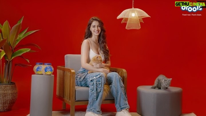 Disha Patani Instagram - Drools Cat Biscuits are irresistibly crunchy, oven-baked treats made with Real Chicken ❤🐾 Strengthen the bond with your feline friend with @droolsindia 🐱 #catlovers #pets