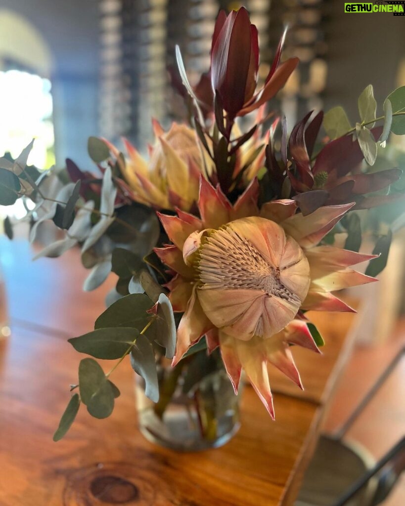 Divyanka Tripathi Instagram - Featuring : Div, Stellenbosch Viniyards & Protea (South African national flower). Stellenbosch, Western Cape