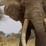 Djimon Hounsou Instagram - KIMANA TUSKERS: Written & directed by Jamie Joseph, produced by Saving the Wild, and narrated by me. With post production by Park Road Post; the Academy Award winning facility behind the Lord of the Rings trilogy... There are fewer than 20 tuskers left on earth, where ivory still sweeps the ground. Filmed throughout the Greater Amboseli ecosystem in Kenya, Kimana Tuskers is a natural history short film of epic proportions. Follow the famous tusker known as Craig, and the younger elephant bulls who entrust their lives to him as they navigate a vanishing landscape through the Kimana wildlife corridor. This is the passage of experience, a brotherhood, built on respect, trust and loyalty, and what awaits them is the promised land, so that one day their sons will rise to be kings… For more information and ways to help, visit www.kimanatuskers.org/ 🙏🏿 @saving_the_wild
