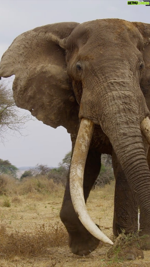 Djimon Hounsou Instagram - KIMANA TUSKERS: Written & directed by Jamie Joseph, produced by Saving the Wild, and narrated by me. With post production by Park Road Post; the Academy Award winning facility behind the Lord of the Rings trilogy... There are fewer than 20 tuskers left on earth, where ivory still sweeps the ground. Filmed throughout the Greater Amboseli ecosystem in Kenya, Kimana Tuskers is a natural history short film of epic proportions. Follow the famous tusker known as Craig, and the younger elephant bulls who entrust their lives to him as they navigate a vanishing landscape through the Kimana wildlife corridor. This is the passage of experience, a brotherhood, built on respect, trust and loyalty, and what awaits them is the promised land, so that one day their sons will rise to be kings… For more information and ways to help, visit www.kimanatuskers.org/ 🙏🏿 @saving_the_wild