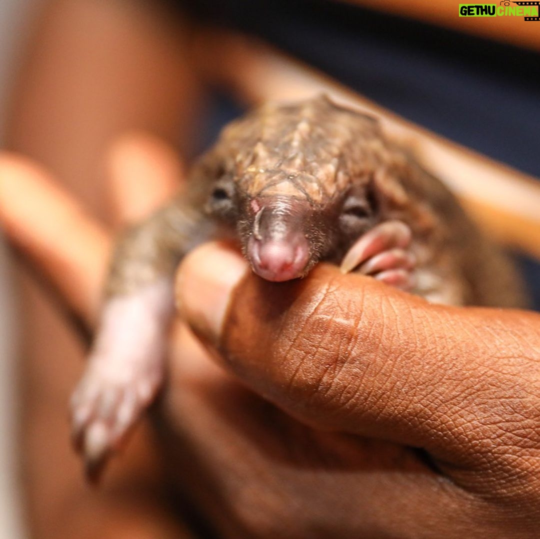 Djimon Hounsou - 8.3K Likes - I met Juba during a recent trip to Nigeria with @wildaid The two-week-old pangolin was rescued after it’s mother was poached for bushmeat. White-bellied pangolins like Juba just became classified as endangered due to poaching. We need to act now to truly protect them. #PoachingStealsFromUsAll