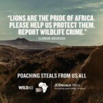 Djimon Hounsou Instagram - #wildaid #wildlife #southafrica #PoachingStealsFromUsAll